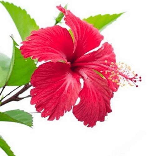nalAmudhu Sembaruthi Poo Podi | Hibiscus Powder| Hibiscus Sabdariffa | Hibiscus Rosa-Sinensis Powder | for Hair, Skin, & Women's Health (100g/220lbs)
